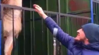 Вот и познакомились... - смотреть видео (0:26)