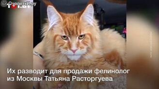 Кошки с человеческими лицами - смотреть видео (1:09)