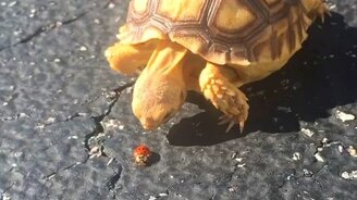 Погоня тихоходов - смотреть видео (0:11)