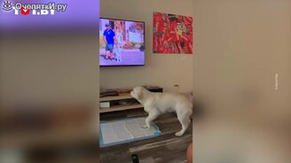 Пёс увидел себя в телевизоре - смотреть видео (0:48)