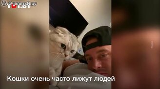 Что будет, если лизнуть кота в ответ - смотреть видео (0:19)