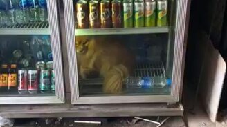 Оп, и я в холодке! - смотреть видео (0:07)