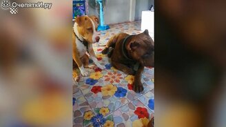 Сорок уникальных моментов - смотреть видео (10:14)