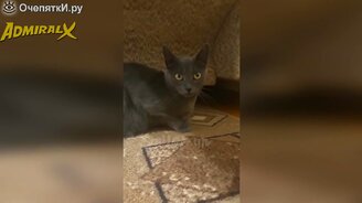 Котейки в приколах - смотреть видео (10:07)