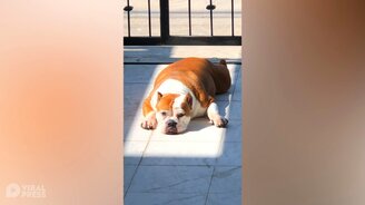 Солнечные ванны бульдога - смотреть видео (0:36)