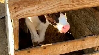 Жадный телёнок - смотреть видео (1:03)