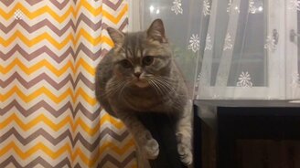 Множество кошек в приколах - смотреть видео (10:10)