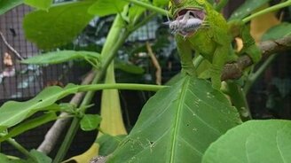 Хамелеон добыл еду - смотреть видео (0:12)