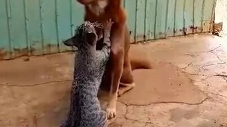 Деликатный массаж - смотреть видео (0:27)