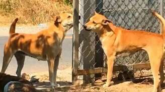 Слава богу, есть забор! - смотреть видео (0:37)