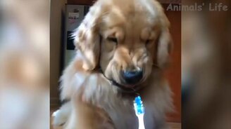 Весёлые и чудные собаки и кошки - смотреть видео (12:39)