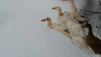 Первый снег молодых уток - смотреть видео (0:30)