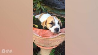 Щенок охлаждается и отдыхает - смотреть видео (0:24)