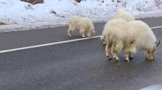 Горные козлы перекрыли дорогу - смотреть видео (0:28)