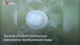Море из медуз - смотреть видео (0:36)