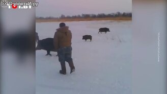 Кабаны отобрали улов у рыбаков - смотреть видео (0:48)