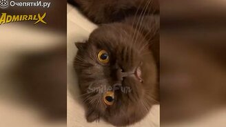 Кошки-чудачки и коты-чудаки - смотреть видео (10:07)