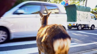 Олень-пешеход - смотреть видео (1:07)