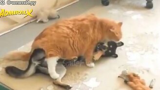 Чудесные котятки, коты и кошки - смотреть видео (10:16)