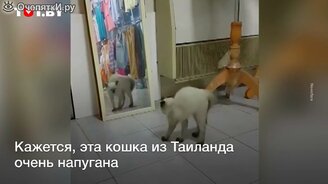 Реакция кошки на своё отражение - смотреть видео (0:44)