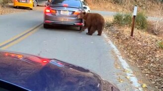 Любопытный медведь и автомобиль - смотреть видео (0:49)