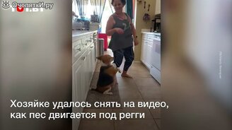 Пёс - мастер танца - смотреть видео (0:34)