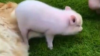 Задорные животные в сборнике приколов - смотреть видео (9:33)