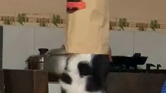 Наказание за попытку украсть еду - смотреть видео (0:24)