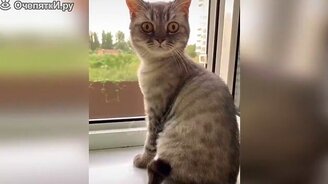 Весёлые казусы с котами - смотреть видео (9:55)