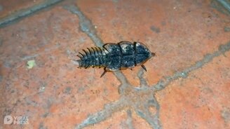Тропический жук-трилобит - смотреть видео (0:20)