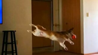 Замедленная победа корги - смотреть видео (0:15)