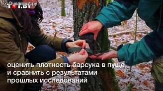 В пуще исследуют популяцию барсуков - смотреть видео (1:33)