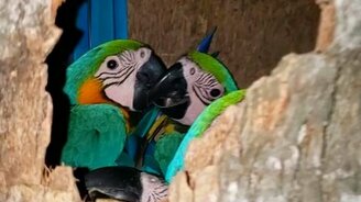 Кто живёт в пустом стволе? - смотреть видео (0:55)