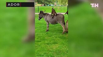 Семейные приколы и курьёзы с животными - смотреть видео (16:58)