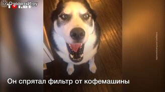 Этого пса невозможно отругать - смотреть видео (0:30)