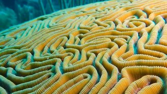 Красивый коралл-мозг - смотреть видео (0:30)