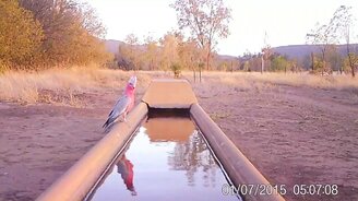 Как привлечь к себе во двор живность - смотреть видео (2:11)