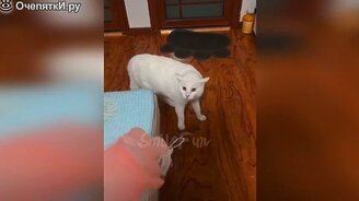 Много кошачьих приколов - смотреть видео (9:45)