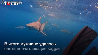 Спустился к акулам без страховки - смотреть видео (0:56)
