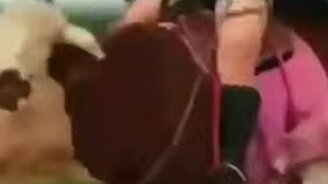 Девушка скачет на корове - смотреть видео (0:30)