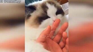 Кошки, коты в весёлых сюжетах - смотреть видео (9:42)