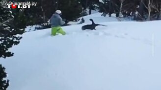 Что будет, если обидеть глухаря - смотреть видео (0:29)