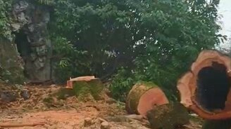 Лесоруб родился! - смотреть видео (0:15)