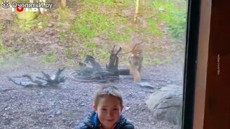 Почему нельзя поворачиваться спиной к тигру - смотреть видео (0:20)