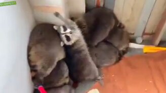 Выселяем енотов из дома - смотреть видео (2:26)