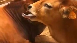 Во что поиграть с коровой - смотреть видео (0:10)