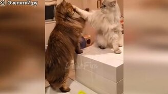 Задор с кошаками - смотреть видео (10:11)