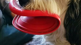 Собака, что с твоим ртом? - смотреть видео (0:14)