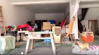 Как натренировать челюсти - смотреть видео (0:19)