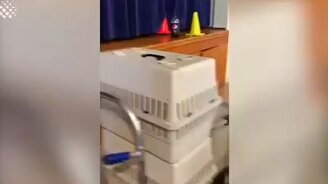 Попугай или младенец? - смотреть видео (0:37)